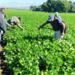 "Vista panorámica del productivo Valle de San Juan de la Maguana al atardecer, representando la victoria de la agricultura y la preservación del agua frente a la minería."