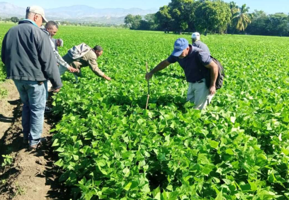 "Vista panorámica del productivo Valle de San Juan de la Maguana al atardecer, representando la victoria de la agricultura y la preservación del agua frente a la minería."