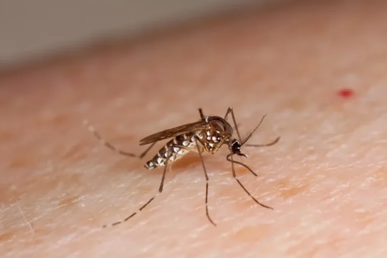 Estudio científico revela que el mosquito del dengue puede adaptarse y reducir su respuesta a los repelentes