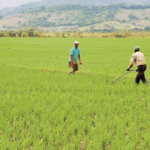 Menos trabajadores impulsan la mecanización del campo dominicano