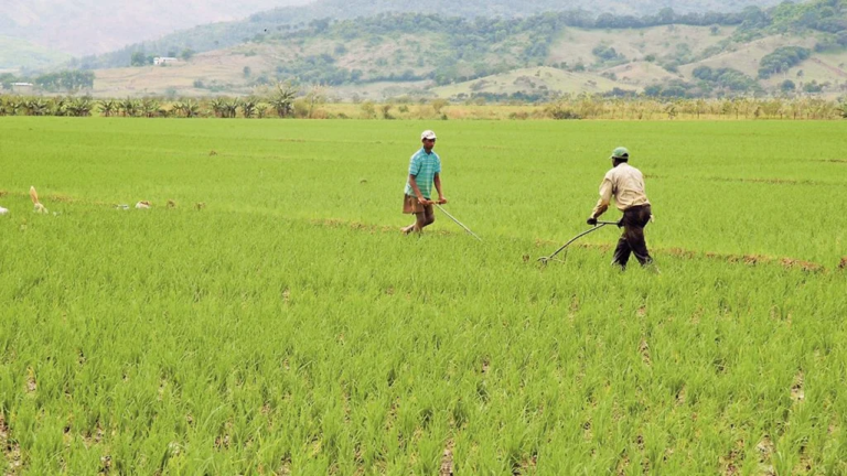 Menos trabajadores impulsan la mecanización del campo dominicano