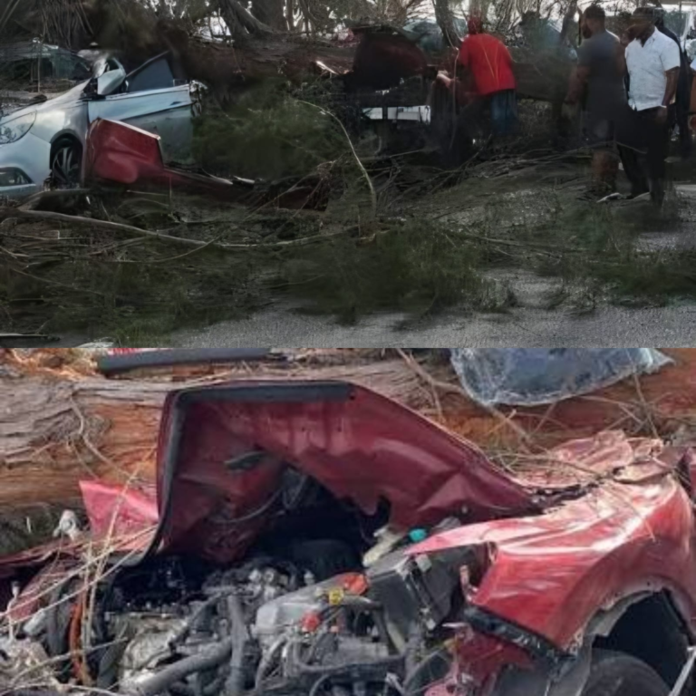 Caída de un árbol en la autopista Las Américas deja al menos cuatro heridos y provoca gran taponamiento vehicular