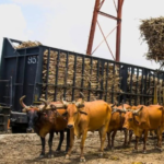Campos de caña de azúcar de la empresa Central Romana República Dominicana 2026.