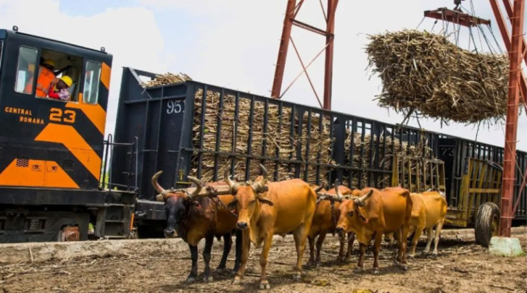 Campos de caña de azúcar de la empresa Central Romana República Dominicana 2026.
