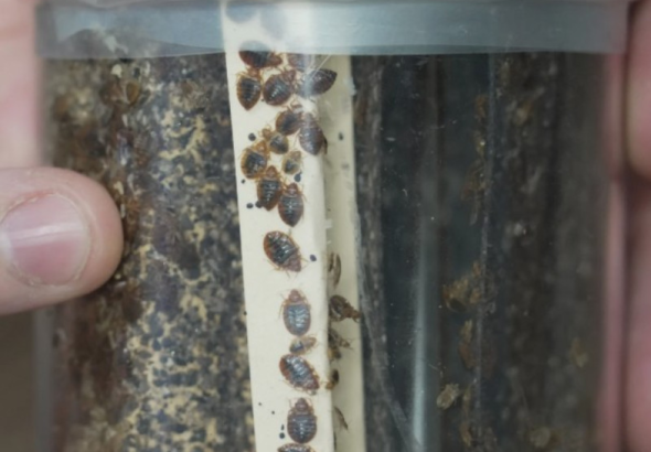 Alerta por chinches: Riesgos de insomnio, anemia y cómo protegerse